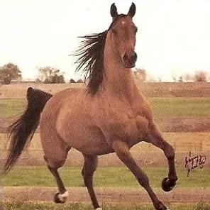 Westerlei