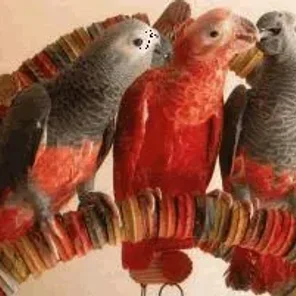 African Grey Parrot