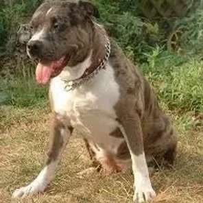 Catahoula Bulldo (Designer Dog)