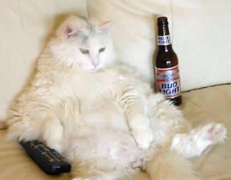 How to get a lazy, fat cat to lose weight?