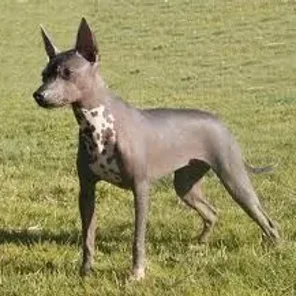 Mexican Hairless