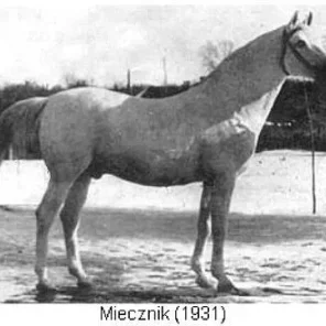 MIECZNIK
