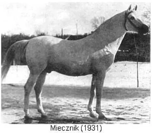 MIECZNIK