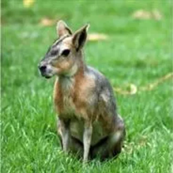 Mara