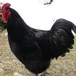 Black Java