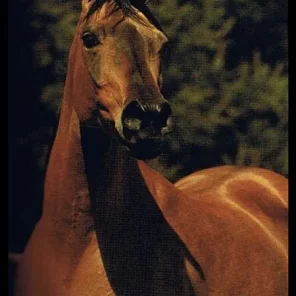 ALAGANTE
