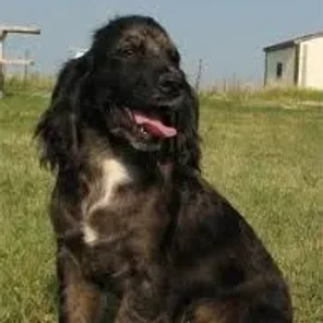 Colonial Cocker Spaniel (Designer Dog)
