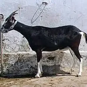Canindé