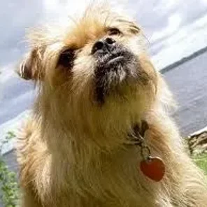 Pugshire (Designer Dog)