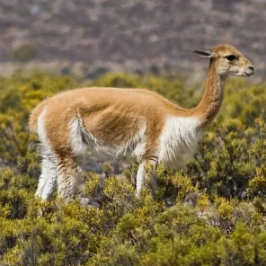 Vicuña