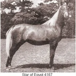 Star of Egypt