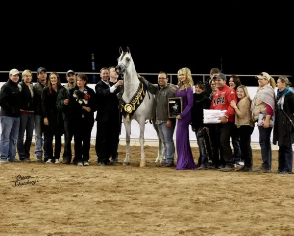 Om El Al Azeem (Al Lahab × Om El Beneera) 2010 US Reserve National Champion Stallion.