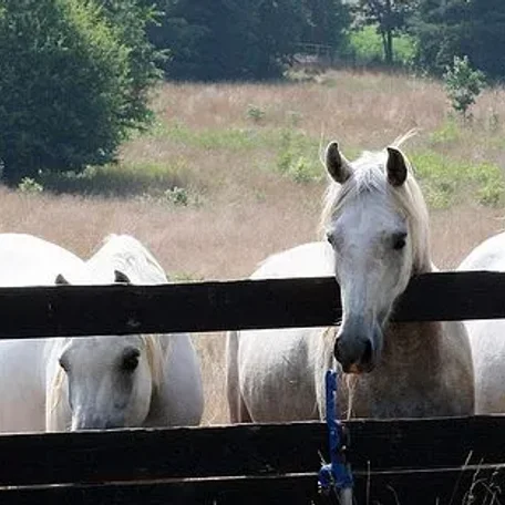 Fenceline