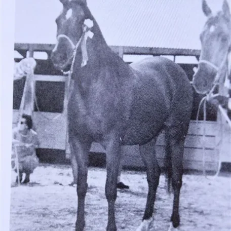 Pomona Adagio (Raseyn x Dirabba) bay mare, foaled February 24, 1944
bred by W.K. Kellogg Institute