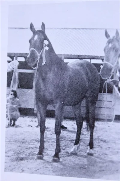 Pomona Adagio (Raseyn x Dirabba) bay mare, foaled February 24, 1944
bred by W.K. Kellogg Institute