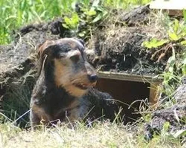 Earthdog