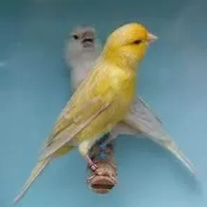 Fife Canary