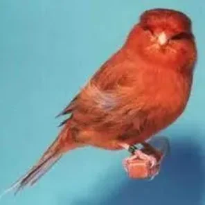 Cinnamon Canary