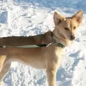 Himalayan Sheepdog