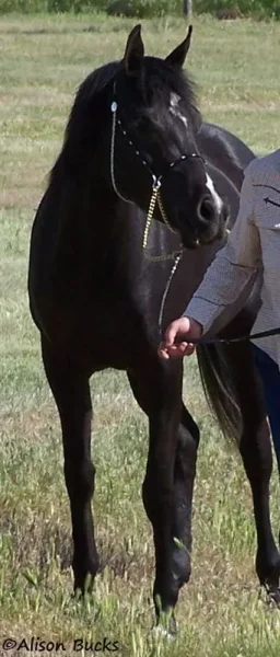 Zephyr Zamir