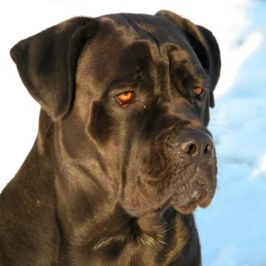 Cane Corso