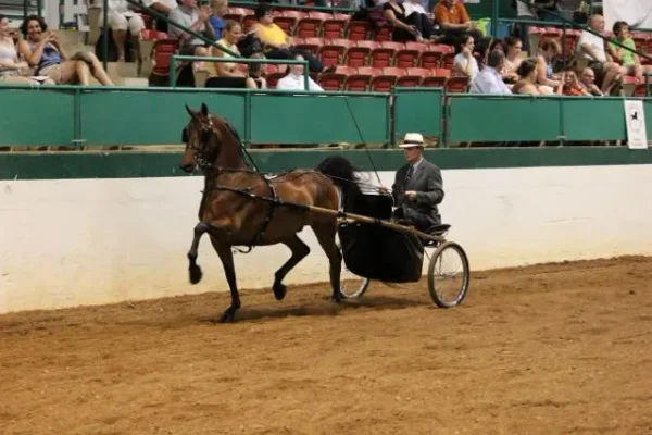 Morgan Southern States Regional Show