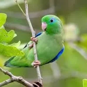 Parrotlets