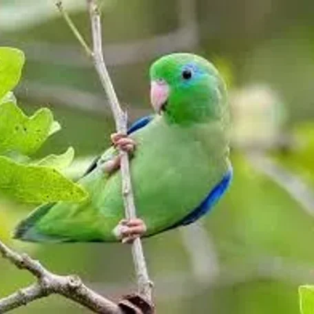 Like cotton candy Parrotlets are some of the prettiest there are!