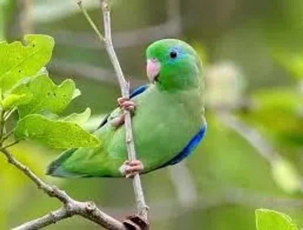 Like cotton candy Parrotlets are some of the prettiest there are!