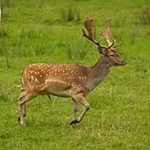 Fallow