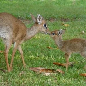 11 Delightful Facts About the Dik-Dik