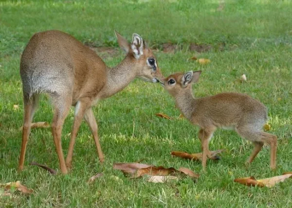 11 Delightful Facts About Dik-Diks That Will Make Them Your New Favorite Animal