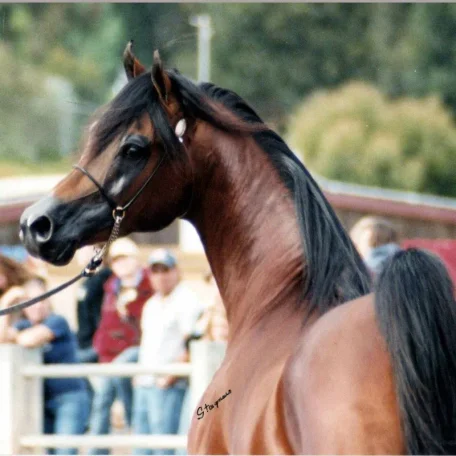 Jullyen El Jamaal standing at and owned by Varian Arabians.