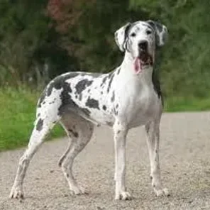 Great Dane