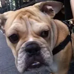 Free-Lance Bulldog (Designer Dog)