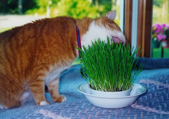 Wheatgrass for Your Pet's Health