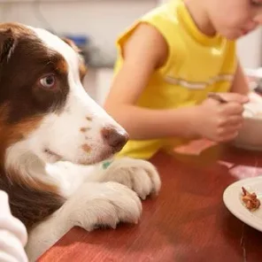 How to Stop Your Dog from Begging for Food at Dinner