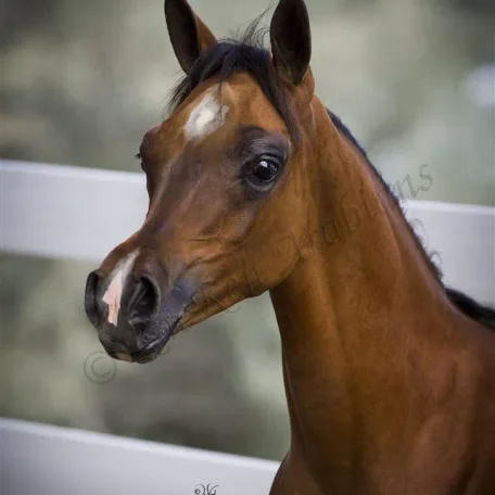 Pogroms Fantasia RKA Foaled: 4/6/2013, Sire: *Pogrom [QR Marc (Marwan Al Shaqab)] Dam: Fantasy M [Thee Masterpiece[Padrons Psyche x Menescada] x WB First Edition [Ponomarev x ET Euphoriaa]