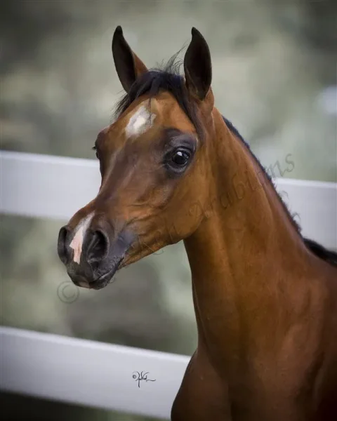 Pogroms Fantasia RKA Foaled: 4/6/2013, Sire: *Pogrom [QR Marc (Marwan Al Shaqab)] Dam: Fantasy M [Thee Masterpiece[Padrons Psyche x Menescada] x WB First Edition [Ponomarev x ET Euphoriaa]