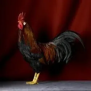 Single Comb Black Tailed Red