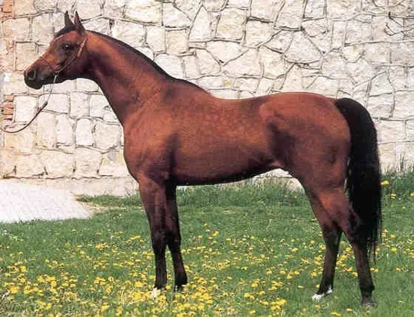 WOJSLAW