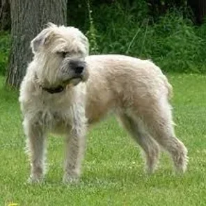 Bully Wheaten (Designer Dog)
