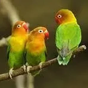 Fischer's Lovebird