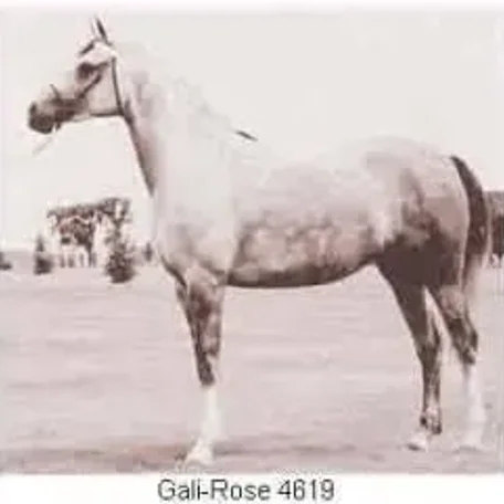 As soon as he came of age, Galimar was introduced into the breeding program with outstanding results. Bred to Bride Rose, he sired the filly Gali-Rose, who became an exceptionally beautiful mare as well as a great producer.