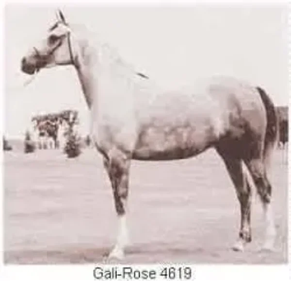 As soon as he came of age, Galimar was introduced into the breeding program with outstanding results. Bred to Bride Rose, he sired the filly Gali-Rose, who became an exceptionally beautiful mare as well as a great producer.