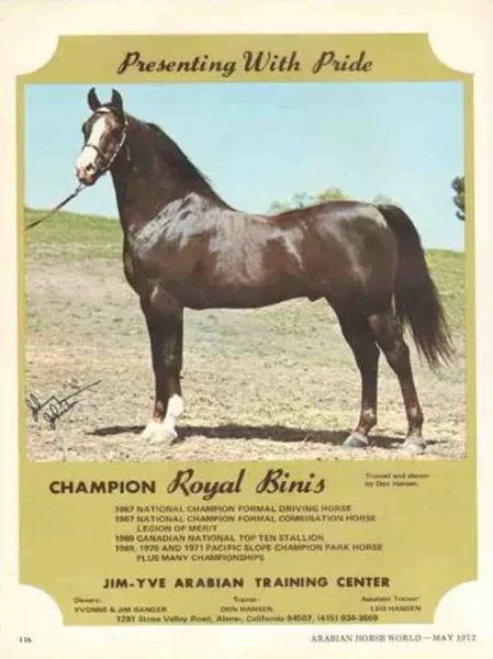 ROYAL BINIS++/