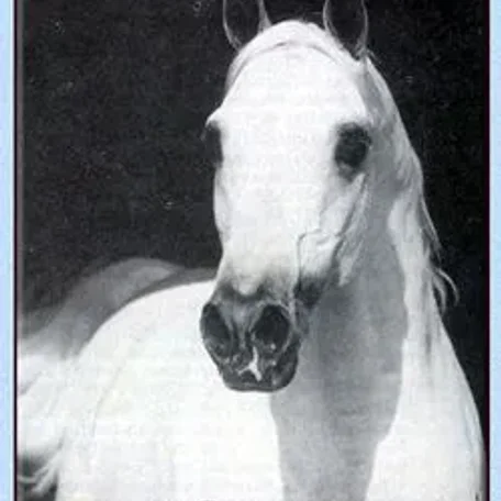 DRUZBA...1996 Polish Arabian Stallion