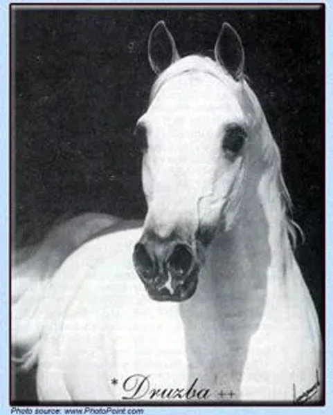 DRUZBA