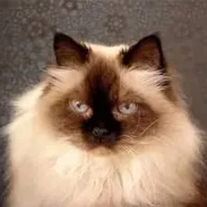 Himalayan/Colorpoint Persian