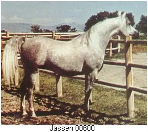 JASSEN